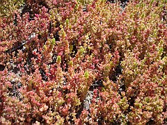 crassula connata